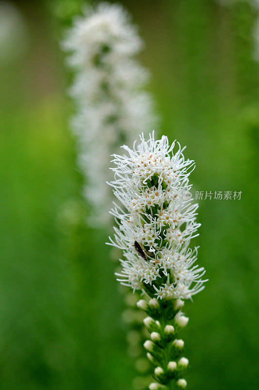 Liatris spicata /耀眼的星星